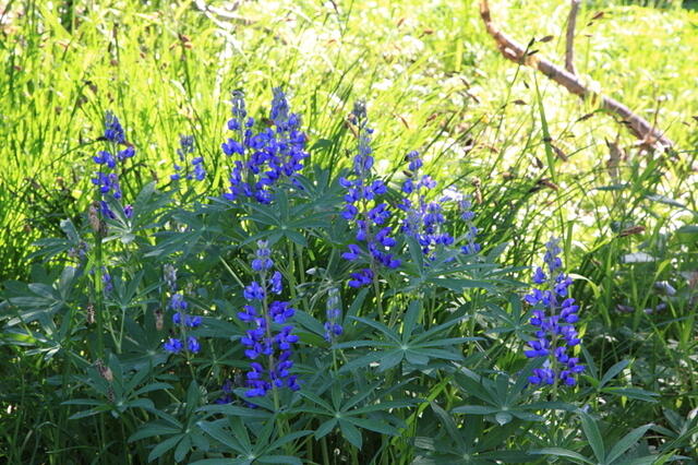 IMG 0524 small