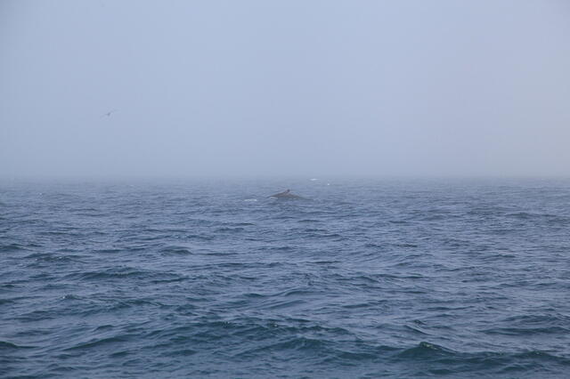 IMG 4777 small
