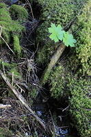 IMG 0294 small