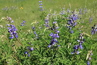 IMG 0409 small