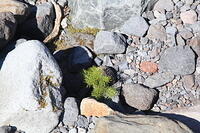IMG 0415 small