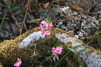 IMG 0494 small