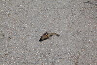 IMG 0505 small