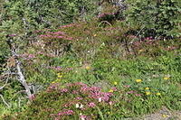 IMG 0511 small