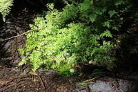 IMG 0595 small