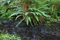 IMG 0596 small
