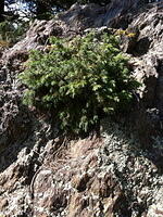 IMG 1060 small
