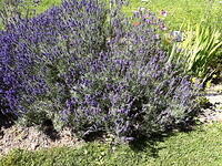 IMG 1130 small