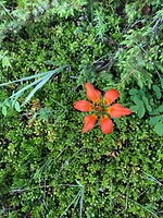 IMG 4022 small