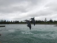 IMG 3594 small