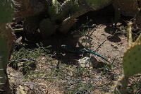 IMG 4610 small